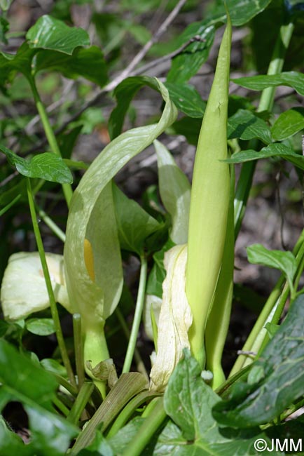 Arum italicum