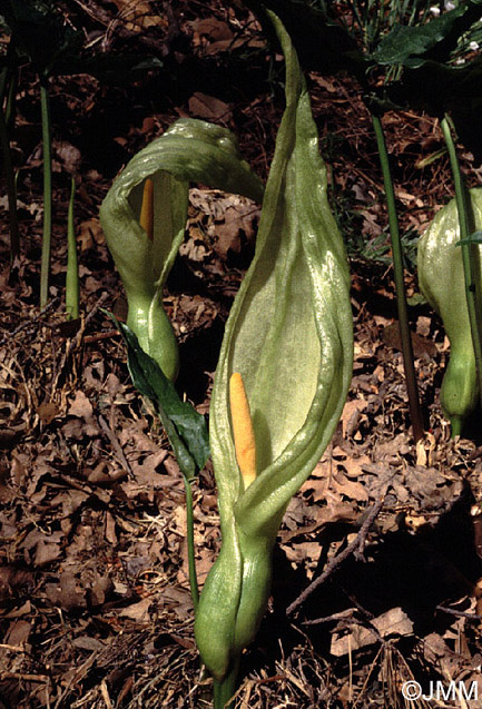 Arum italicum