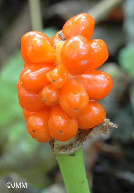 Arum maculatum