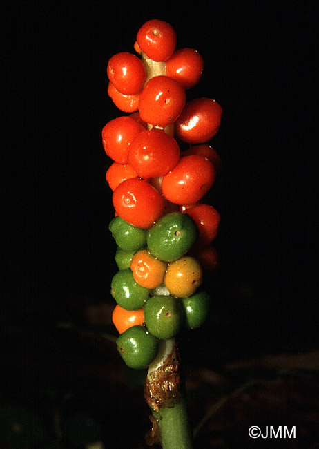 Arum maculatum