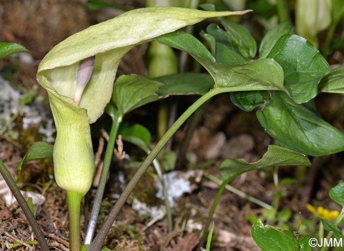 Arum maculatum