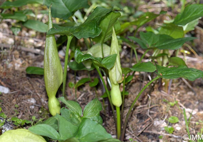 Arum maculatum