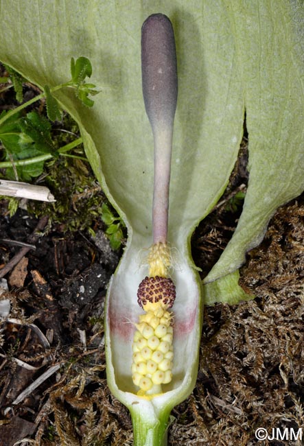 Arum maculatum