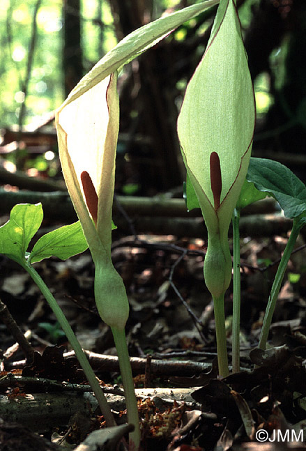 Arum maculatum