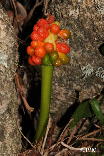 Arum pictum