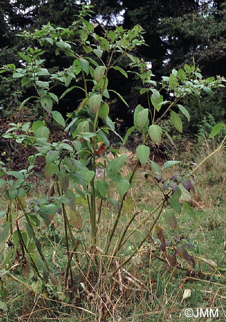 Atropa belladonna