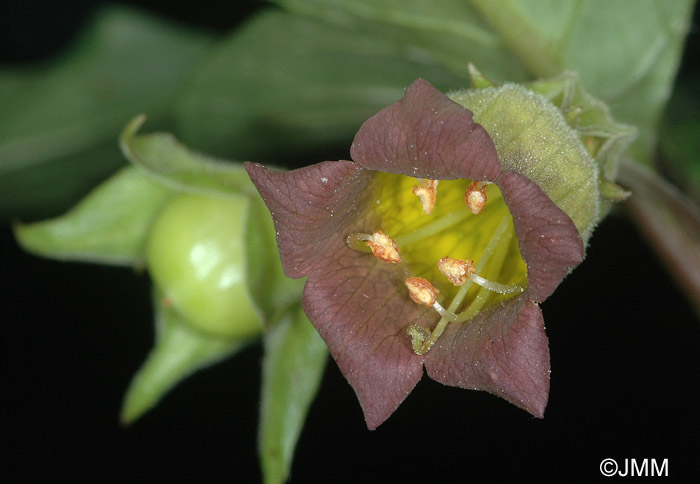 Atropa belladonna