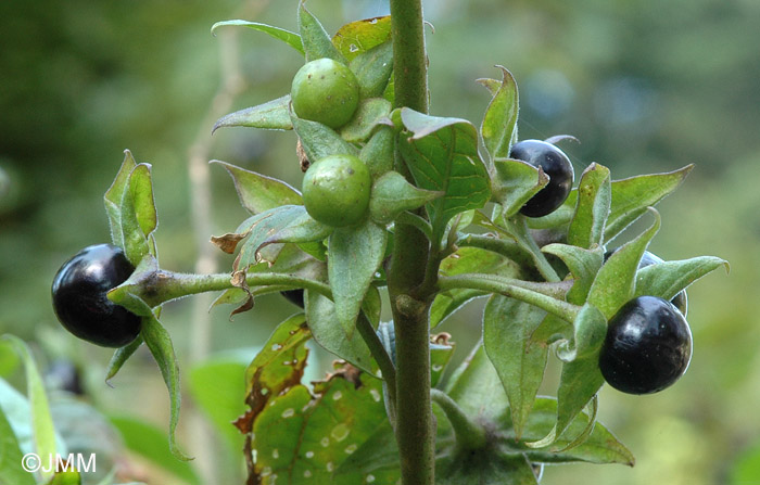 Atropa belladonna