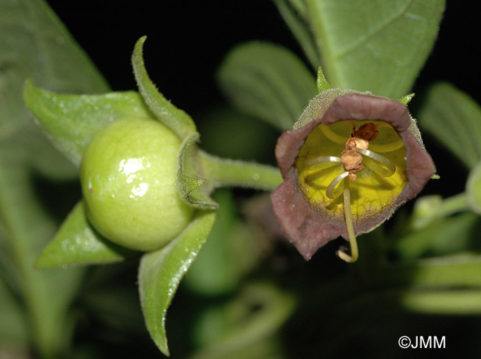 Atropa belladonna