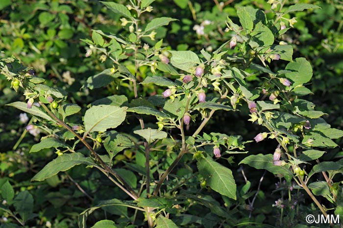 Atropa belladonna