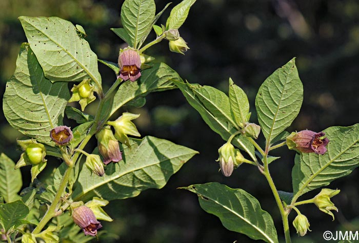 Atropa belladonna