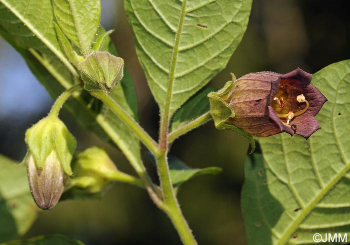 Atropa belladonna