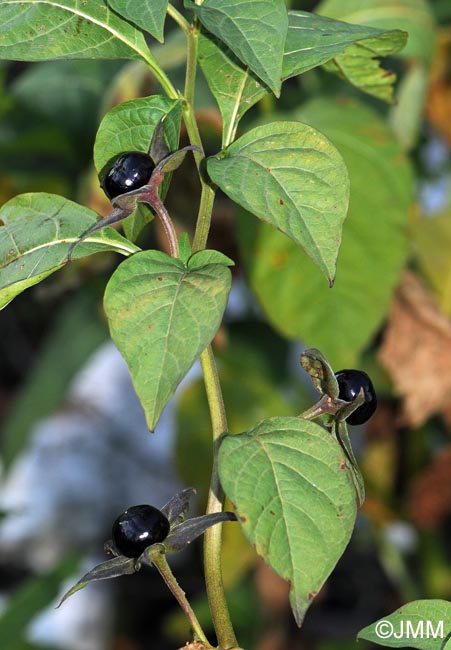 Atropa belladonna