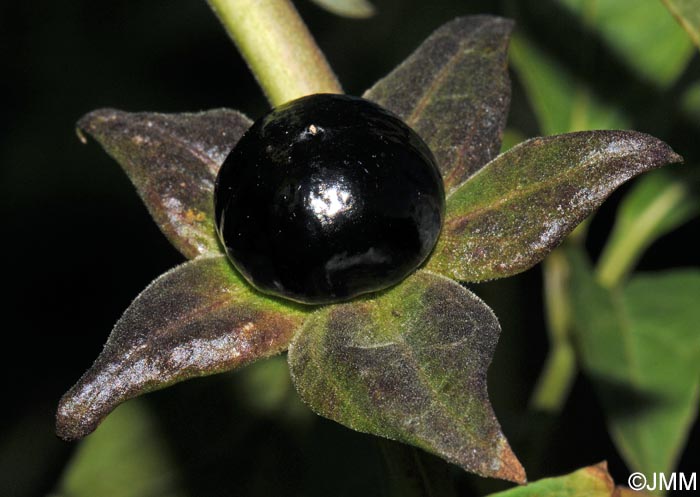 Atropa belladonna