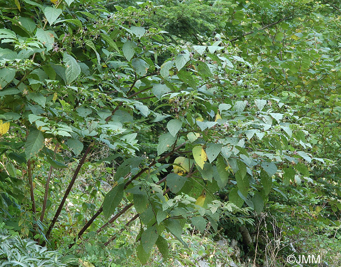 Atropa belladonna