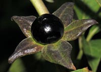 Atropa belladonna