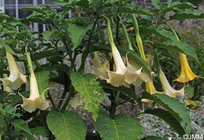 Brugmansia versicolor