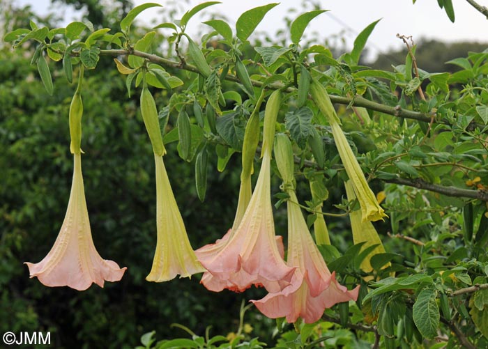 Brugmansia versicolor