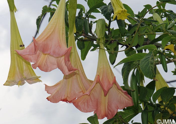 Brugmansia versicolor