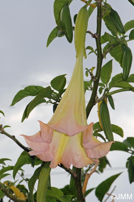 Brugmansia versicolor