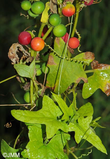 Bryonia dioica = Bryonia cretica subsp. dioica