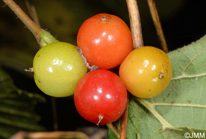 Bryonia dioica = Bryonia cretica subsp. dioica