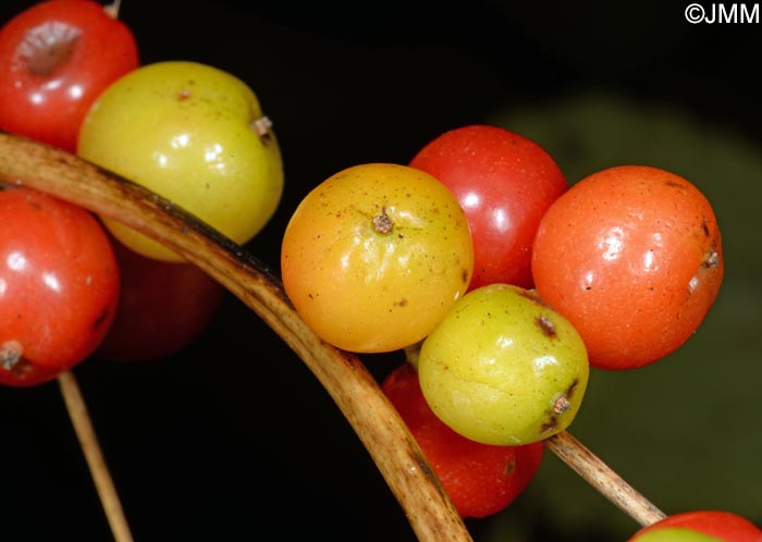 Bryonia dioica = Bryonia cretica subsp. dioica