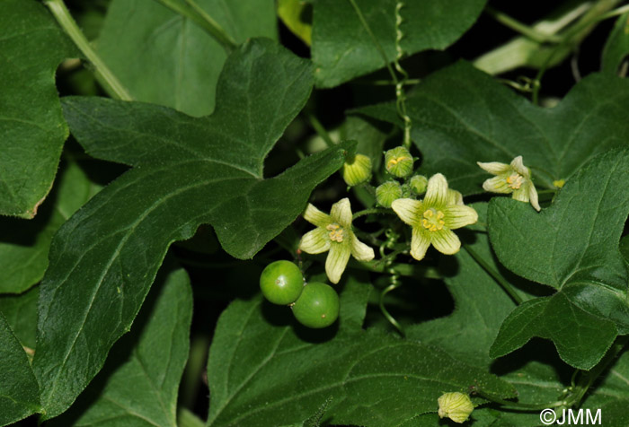 Bryonia dioica