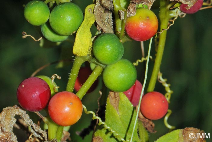 Bryonia dioica = Bryonia cretica subsp. dioica