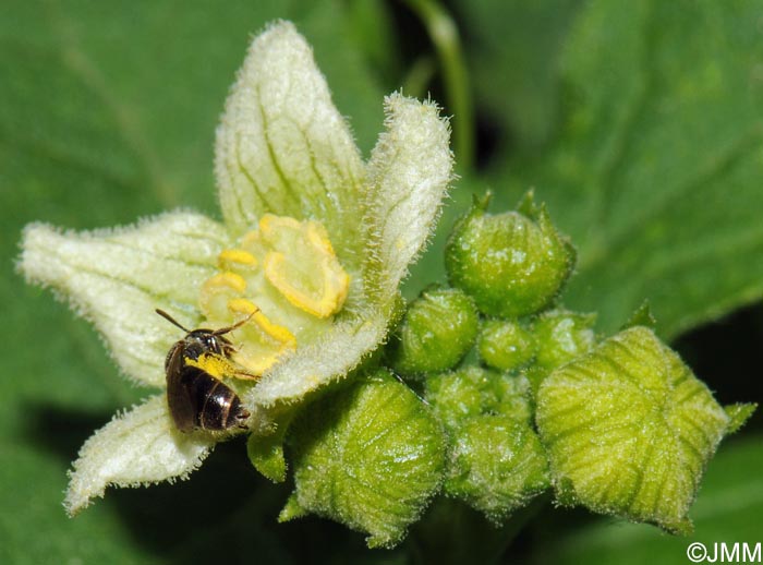 Bryonia dioica = Bryonia cretica subsp. dioica