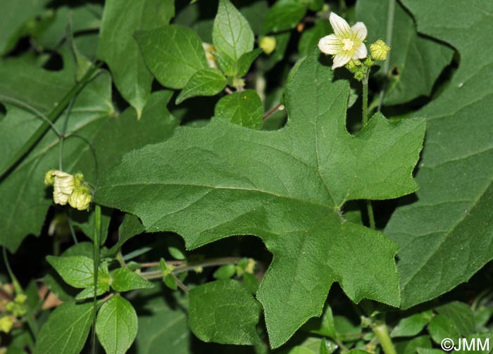 Bryonia dioica = Bryonia cretica subsp. dioica