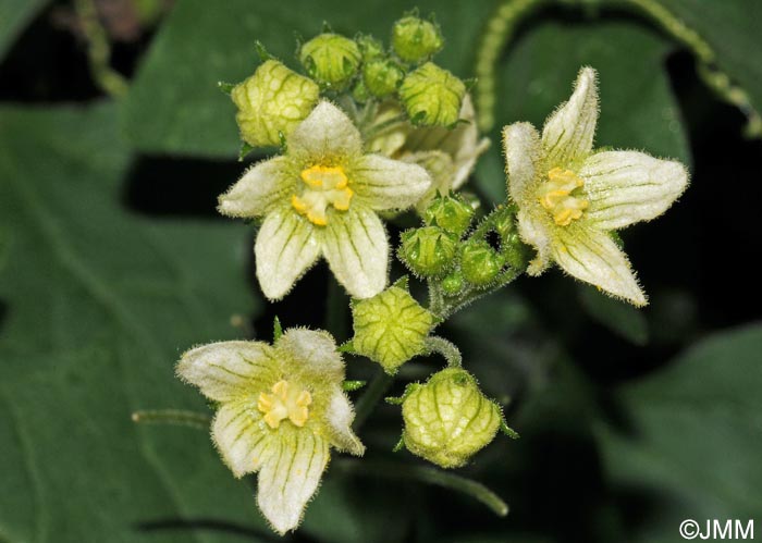 Bryonia dioica = Bryonia cretica subsp. dioica