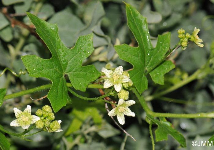 Bryonia dioica = Bryonia cretica subsp. dioica