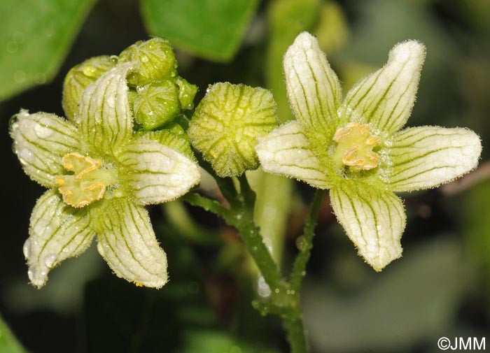 Bryonia dioica = Bryonia cretica subsp. dioica