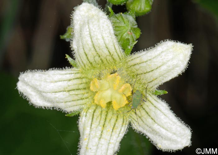 Bryonia dioica = Bryonia cretica subsp. dioica