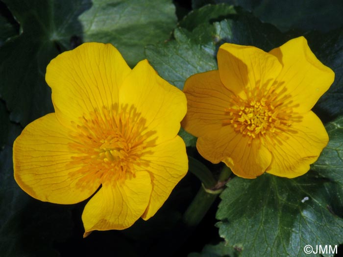 Caltha palustris subsp. palustris