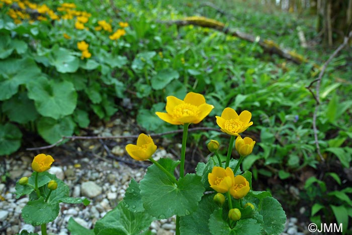 Caltha palustris subsp. palustris