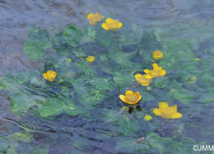 Caltha palustris subsp. palustris