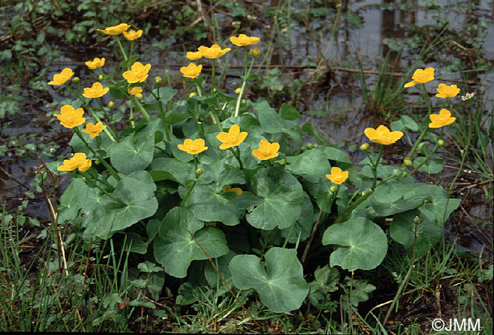 Caltha palustris subsp. palustris