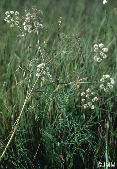 Cicuta virosa