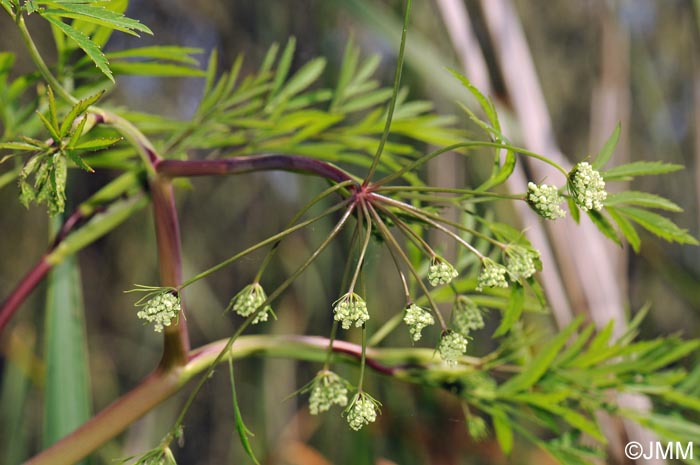 Cicuta virosa