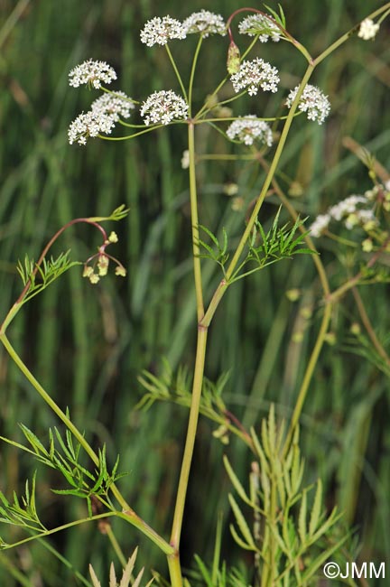 Cicuta virosa