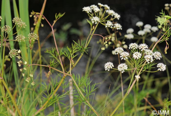 Cicuta virosa