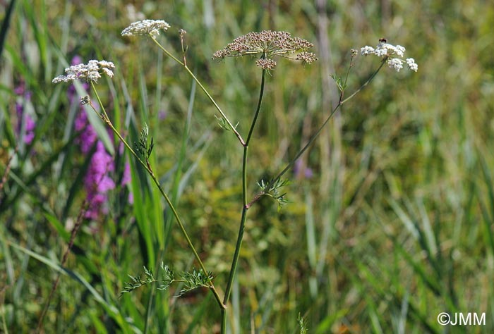 Cicuta virosa