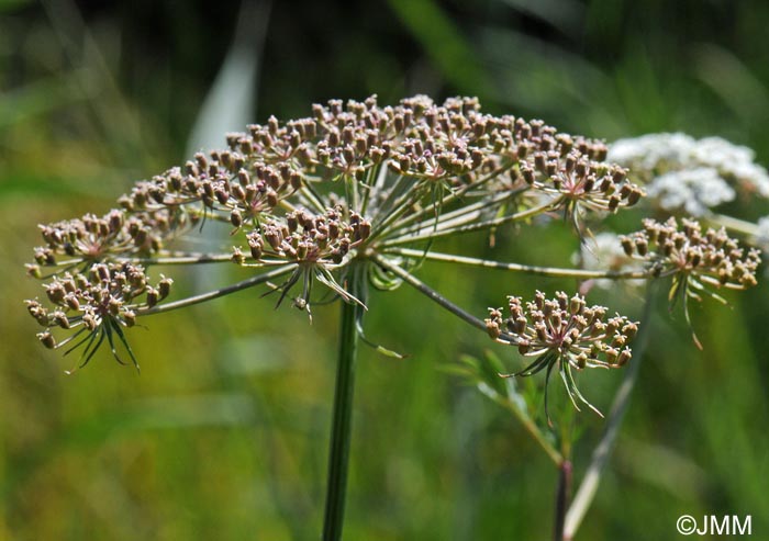 Cicuta virosa