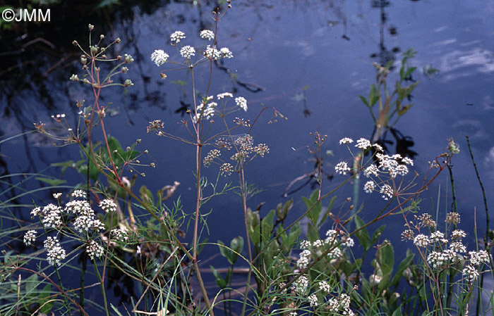 Cicuta virosa