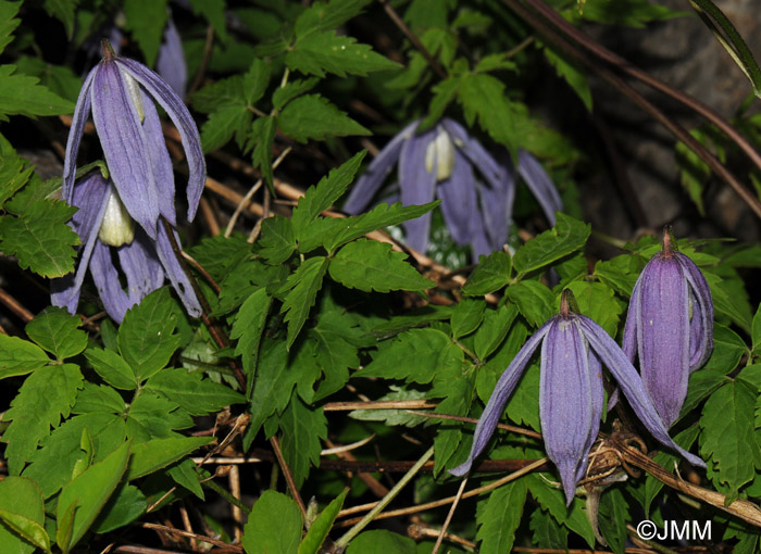 Clematis alpina