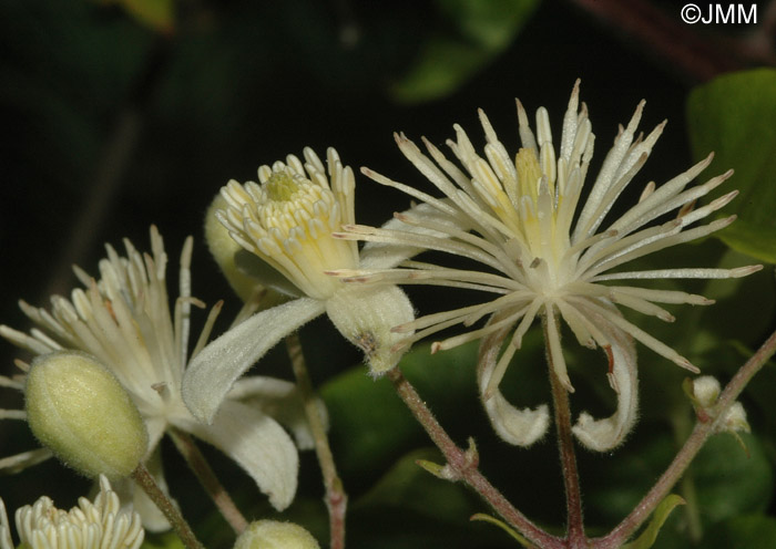 Clematis vitalba