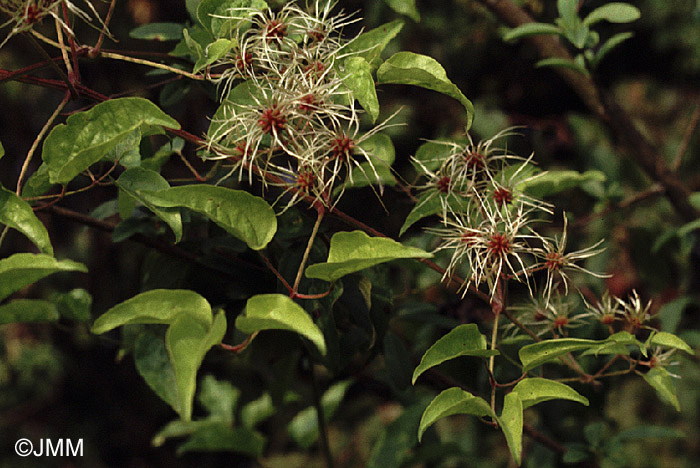 Clematis vitalba