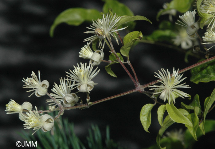 Clematis vitalba